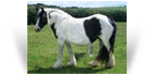The Horseshoe Mare/Filly